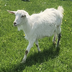 coji
